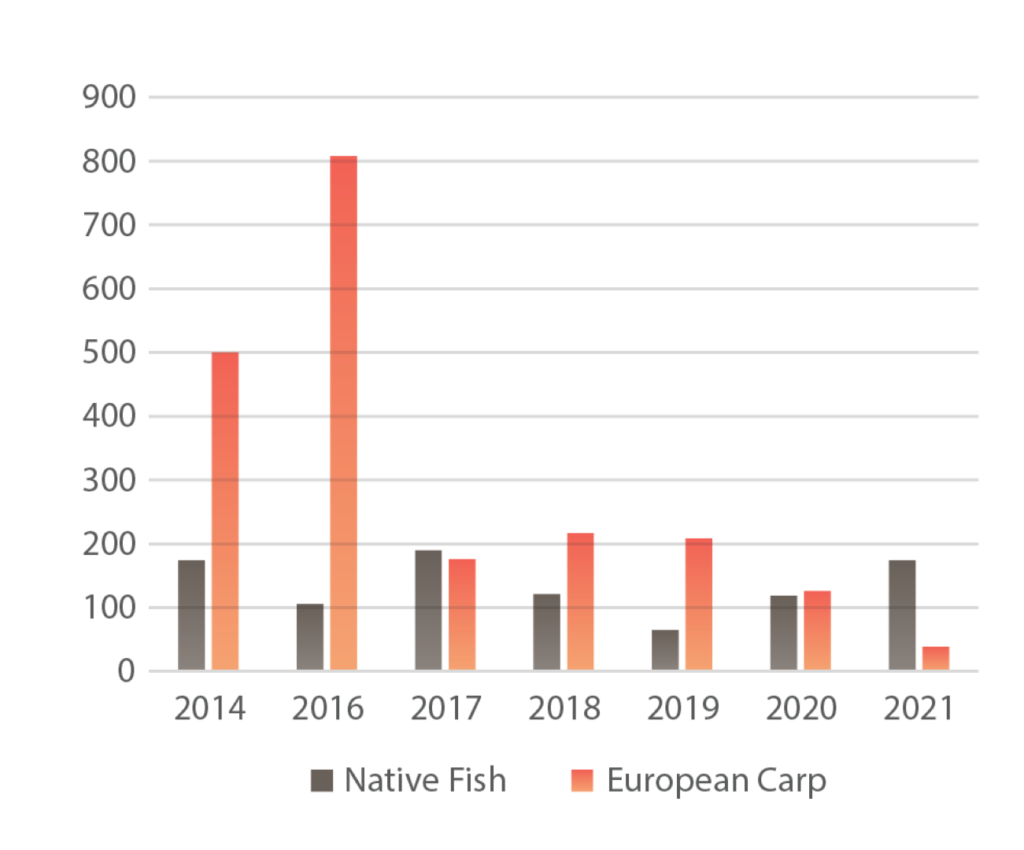 Chart showing Horsham fishing competition total catch from 2014 to 2021.
Native Fish numbers fluctuate between 50-200.  European Carp have a spike in 2016 of 800, then drop significantly the next year to under 200. Then trend drops further over the next 4 years to be below 50 in 2021.
